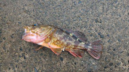 御前崎港でデイメバリング